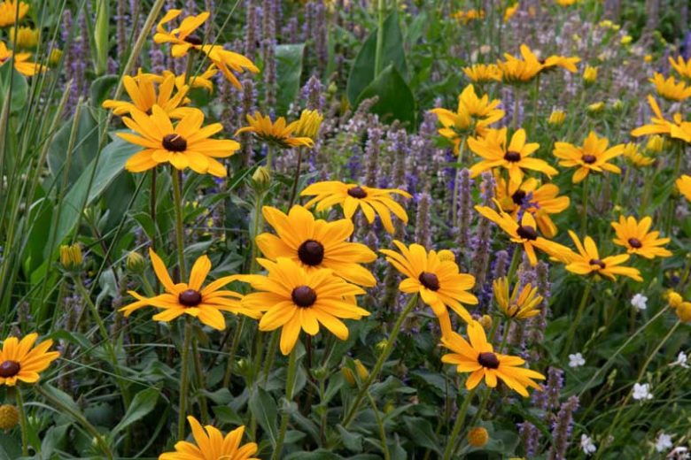 Indian Summer Black Eyed Susan, Gloriosa Daisy Indian Summer, Rudbeckia Indian Summer, Rudbeckia hirta Indian Summer, Black-eyed Susan Indian Summer, Award-winning perennial
