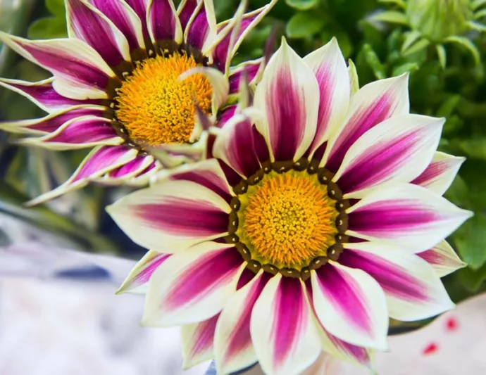 Gazania Big Kiss White Flame, Treasure Flower 'Big Kiss White Flame', 'Big Kiss White Flame' Treasure Flower, Kiss Series, Drought tolerant flowers, Bicolor flowers, Bicolor Gazania,  Bicolor Treasure Flowers