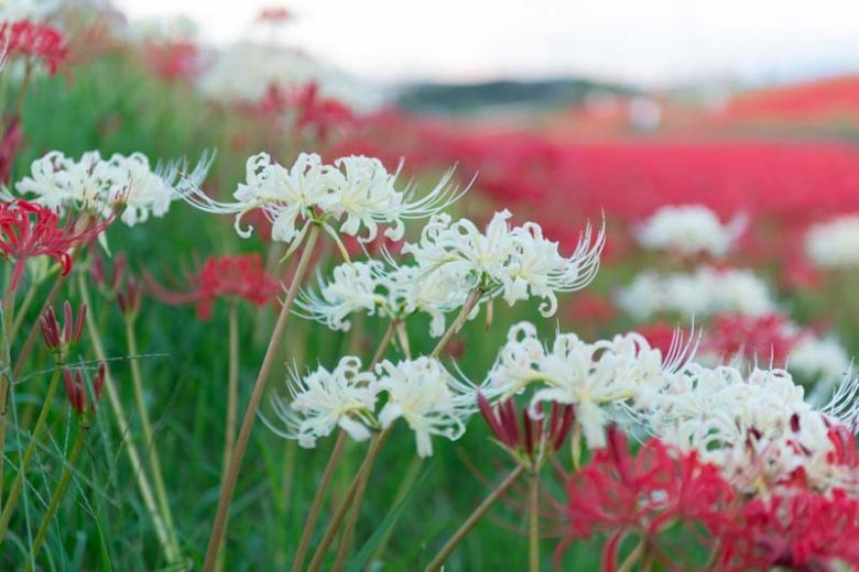 Lycoris albiflora, White Spider Lily, White September, White Hurricane Lily, White Lycoris, White flowers