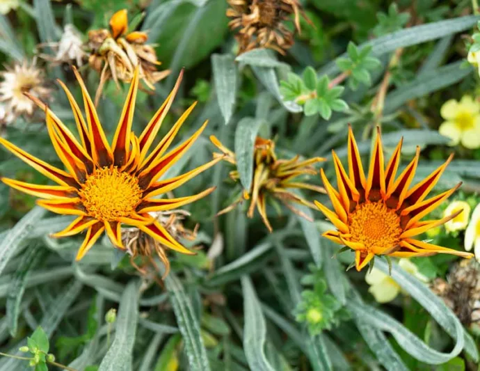 Gazania Big Kiss Yellow Flame, Treasure Flower 'Big Kiss Yellow Flame', 'Big Kiss Yellow Flame' Treasure Flower, Kiss Series, Drought tolerant flowers, Bicolor flowers, Bicolor Gazania,  Bicolor Treasure Flowers