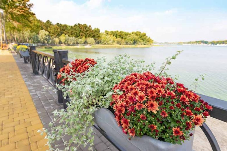 Helichrysum Petiolare, Licorice Plant, Liquorice Plant, Silver Licorice, Helichrysum Petiolatum, silver foliage perennial, Drought resistant plant