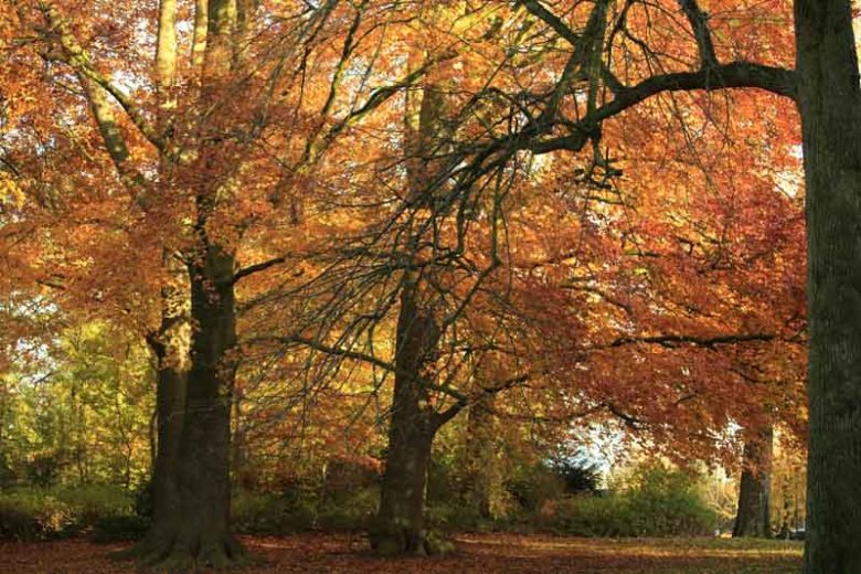Fagus grandifolia, American Beech, Purple Beech, White Beech, Red Beech, Ridge Beech, Beechnut Tree, Deciduous Tree, Fall Color