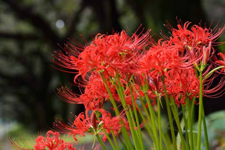 Lycoris radiata, Red Spider Lily, Spider Lily, Red Magic Lily, Red Surprise Lily, Equinox Flower, Red flowers