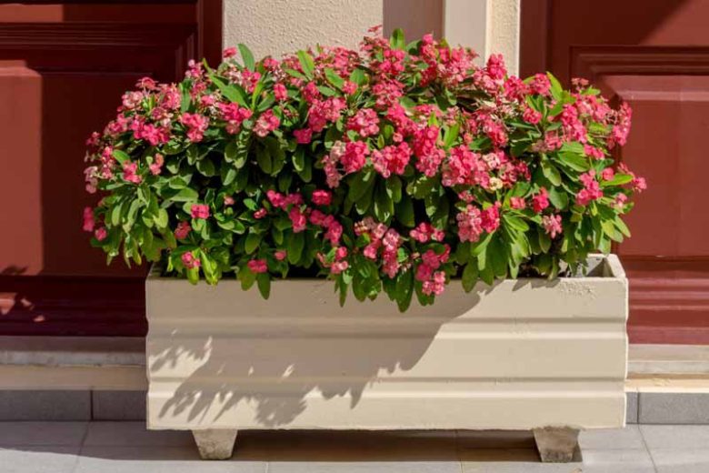 Euphorbia milii,Crown of Thorns, Christ Plant, Christ Thorn, Red flowers, Drought tolerant perennial, Deer resistant perennial, rabbit resistant perennial