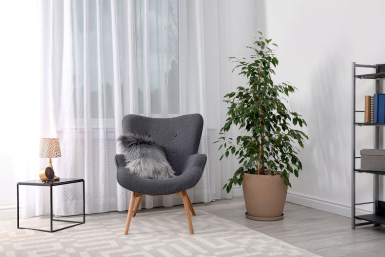 Ficus benjamina, Benjamin Tree, Java Fig, Java Tree, Small-Leaved Rubber Plant, Tropic Laurel, Waringin, Weeping Fig, Evergreen Fig, Evergreen Plant