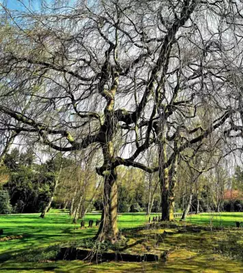 Fagus sylvatica 'Pendula', European Beech 'Pendula', Common Beech 'Pendula', Weeping Beech, Deciduous Tree, Fall Color