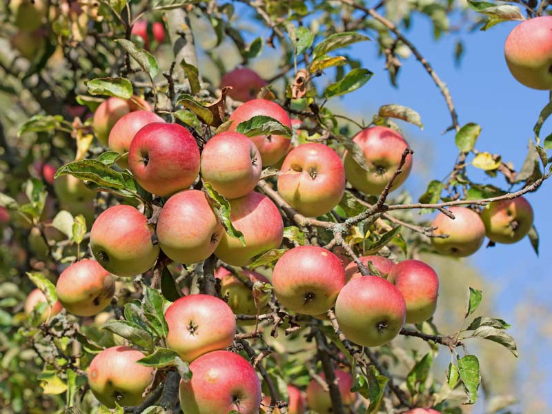 Apple, Apples, Malus domestica