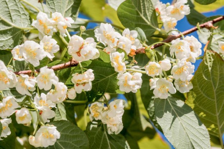 Actinidia kolomikta, Variegated Kiwi Vine, Kolomikta, Michurin Actinidia, Actinidia, Kewee, Vines, Climbers, Kiwi Vine
