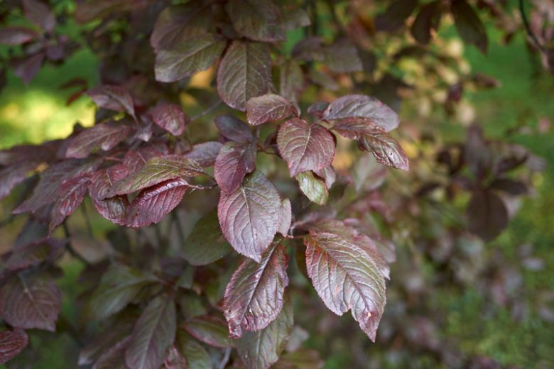 Prunus cerasifera nigra, Black Cherry Plum