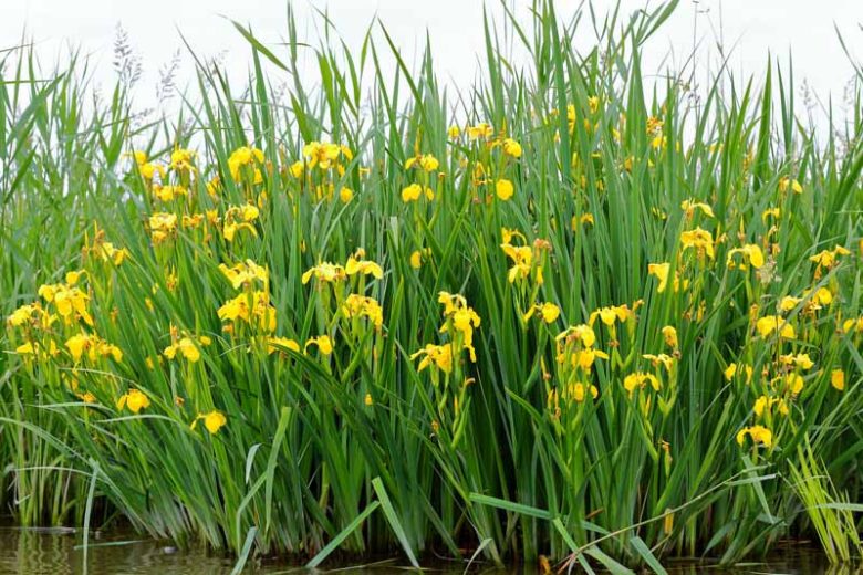 Iris pseudacorus, Yellow Iris, Yellow Flag, Water Flag Iris, Daggers, Flagon, Jacob's Sword, Water Skegs, Yellow Feur-de-Lis, Iris for Ponds, Perennial for wet soil, Perennial for poorly drained soils, Yellow Flowers