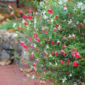 Salvia Hot Lips, Sage 'Hot Lips', Salvia x jamensis 'Hot Lips', Salvia microphylla 'Hot Lips', Red perennial, Red Sage, Bicolor Salvia, Bicolor Sage