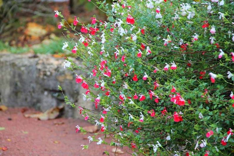 Salvia Hot Lips, Sage 'Hot Lips', Salvia x jamensis 'Hot Lips', Salvia microphylla 'Hot Lips', Red perennial, Red Sage, Bicolor Salvia, Bicolor Sage