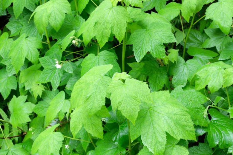 Rubus parviflorus, Thimbleberry, Native Australian Bramble, Salmon Berry, Salmonberry, Western Thimbleberry, Red Berries, Fruiting Shrub