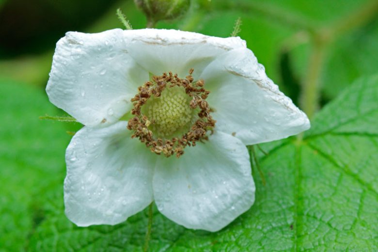 Rubus parviflorus, Thimbleberry, Native Australian Bramble, Salmon Berry, Salmonberry, Western Thimbleberry, Red Berries, Fruiting Shrub