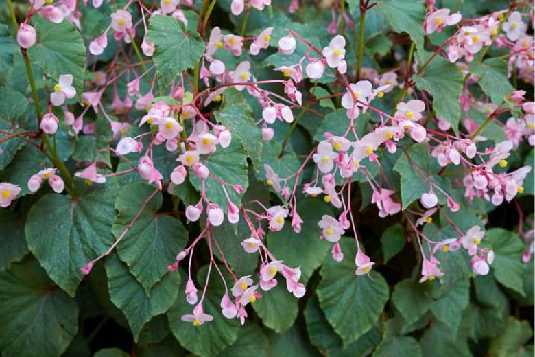Hardy begonia, begonia grandis