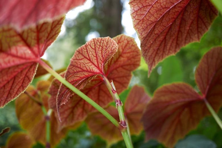 Begonia grandis subsp. evansiana 'Alba' , White Hardy Begonia, Begonia grandis var. alba,  summer flower bulbs, shade plants, Shade flowers, shade loving flowers, White Begonia, White Flowers
