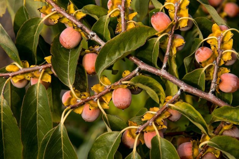Pyrus calleryana 'Bradford', Callery Pear 'Bradford', Bradford Callery Pear, Pear Tree