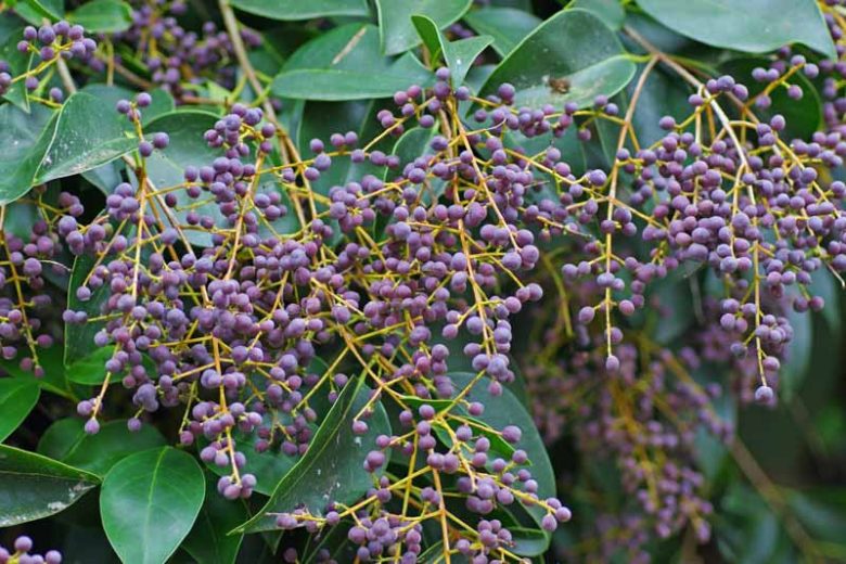 Ligustrum japonicum Rotundifolium, Japanese Privet 'Rotundifolium', Wax Leaf Privet 'Rotundifolium', Berries, Shrubs with berries