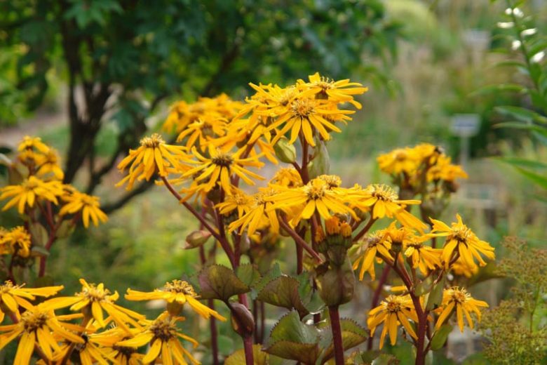 Ligularia dentata 'Othello', Leopard Plant 'Othello'', Perennials, Yellow Flowers