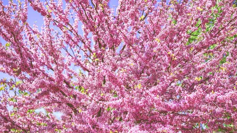 Cercis, Eastern Redbud, Cercis canadensis, Chinese Redbbus, Cercis Chinensis, Western Redbuds, Cercis occidentalis, Judas Tree, Cercis siliquastrum