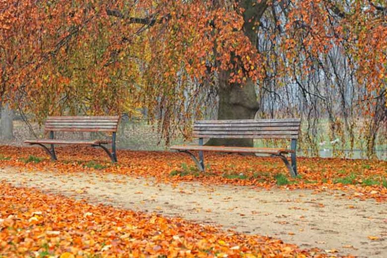 Fagus grandifolia, American Beech, Purple Beech, White Beech, Red Beech, Ridge Beech, Beechnut Tree, Deciduous Tree, Fall Color