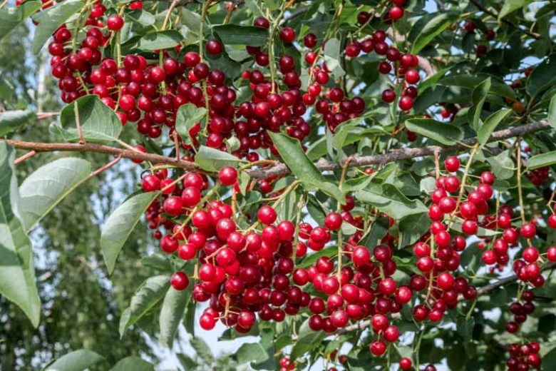 Prunus virginiana, Chokecherry, American Chokecherry, Virginian Bird Cherry, Flowering Tree, White flowers, Red Berries