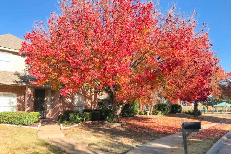 Pyrus calleryana 'Bradford', Callery Pear 'Bradford', Bradford Callery Pear, Pear Tree