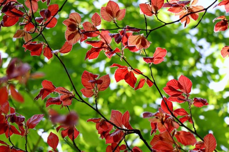 Fagus sylvatica 'Purpurea', European Beech 'Purpurea', Common Beech 'Purpurea', Purple Beech, Copper Beech, Fagus sylvatica f. purpurea, Fagus sylvatica 'Atropunicea', Deciduous Tree, Fall Color
