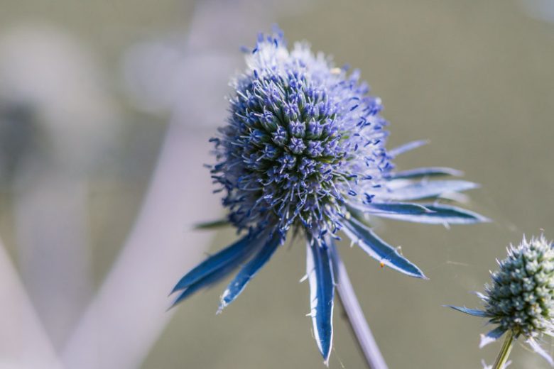 Eryngium Planum 'Blue Hobbit', Blue Eryngo 'Blue Hobbit', Flat Sea Holly 'Blue Hobbit', Eryngium 'Blue Hobbit', Sea Holly 'Blue Hobbit' , Dry soils plants, Sandy soils plants, Blue flowers, Blue perennials