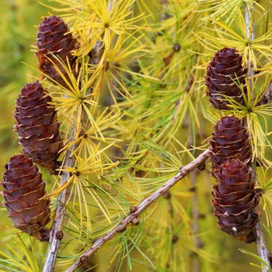 Larix kaempferi, Japanese Larch, Larix decidua, European Larch, arix marschlinsii, Swiss Larch, Deciduous Conifer, Tree with fall color, Fall color, Attractive bark Tree, golden leaves