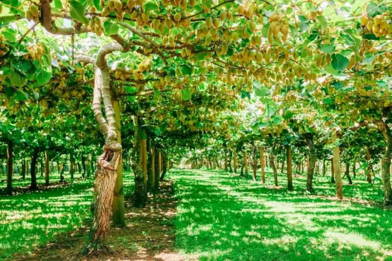 Actinidia deliciosa, Kiwifruit, Kiwi Fruit, Chinese Gooseberry, Smooth-skinned Kiwifruit, Yangtao, Vines, Climbers, Kiwi Vine