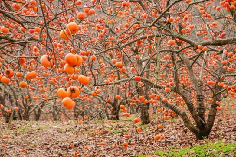 Diospyros kaki, Japanese Persimmon, Chinese Date Plum, Chinese Persimmon, Oriental Persimmon, Kaki