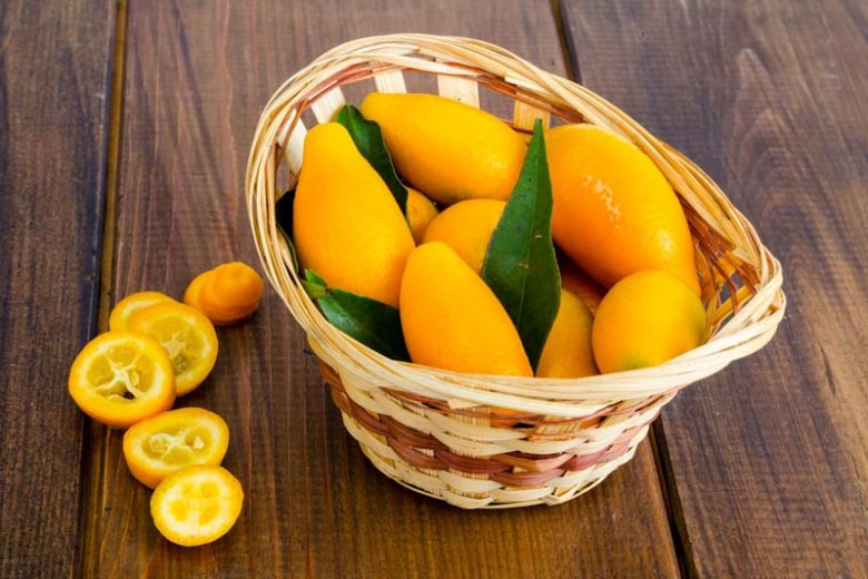 Citrus x microcarpa, Calamondin, Calamondin Orange, Panama Orange, Philippine Lime, Citrus citrofortunella mitis, Citrus madurensis Calamondin, Citrus × microcarpa Philippine lime, Citrus × mitis, Citrus × mitis 'Calmondin', Citrus Calamondin, × Citrofortunella microcarpa, × Citrofortunella mitis, × Citrofortunella mitis 'Calamondin'