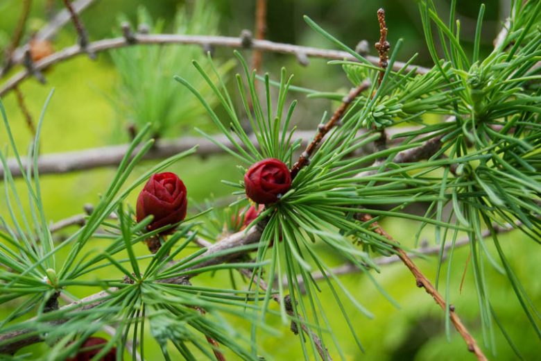 Larix laricina, American Larch, Tamarack, Black Larch, Hackmatack, Deciduous Conifer, Tree with fall color, Fall color, Attractive bark Tree, golden leaves