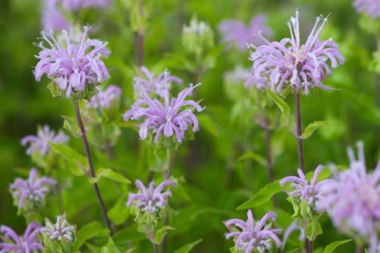 Monarda fistulosa, Wild Bergamot, American Wild Bergamot, Wild Bee Balm, Lavender Monarda, Lavender Bee Balm, Lavender flowers