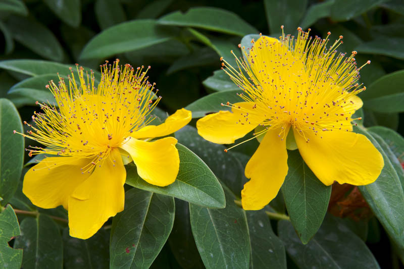 Hypericum, St John's Wort, Hypericum perforatum, Hypericum calycinum, Hypericum frondosum, Hypericum kalmianum, Hypericum moserianum,Hypericum androsaemum, Yellow flowers, Red Berries, Pink B