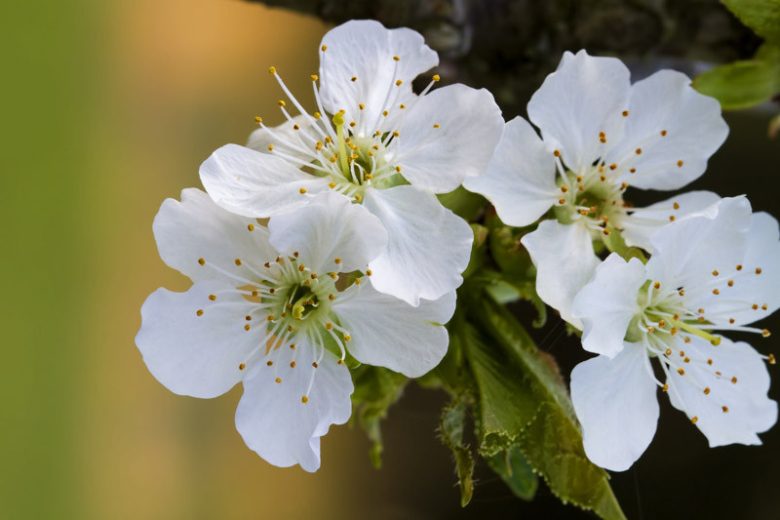 Prunus avium 'Bing', Sweet Cherry 'Bing', Bing Sweet Cherry, White flowers, Spring Flowers, Cherry tree, Cherries, Red Cherries, Fruit tree