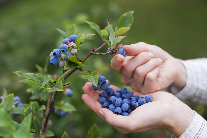 Vaccinium, Blueberries, Highbush Blueberry, Lowbush Blueberry, Rabbiteye Blueberry, Cranberry, Cranberries, Vaccinium corymbosum, Vaccinium. angustifolium, Vaccinium asheii