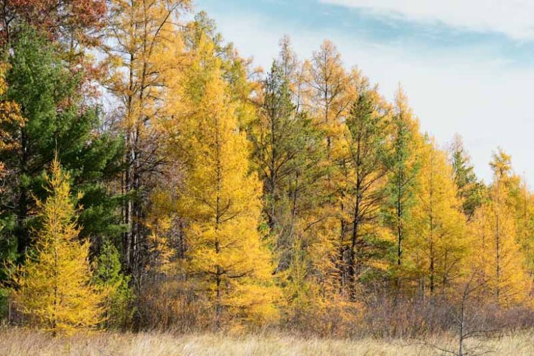Larix laricina, American Larch, Tamarack, Black Larch, Hackmatack, Deciduous Conifer, Tree with fall color, Fall color, Attractive bark Tree, golden leaves