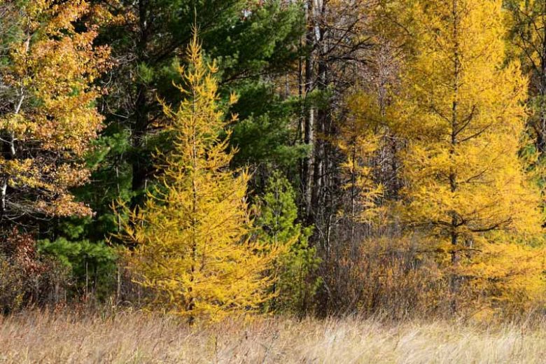 Larix laricina, American Larch, Tamarack, Black Larch, Hackmatack, Deciduous Conifer, Tree with fall color, Fall color, Attractive bark Tree, golden leaves