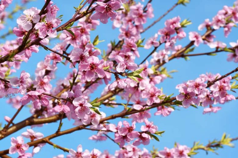Prunus persica 'Redhaven', Peach 'Redhaven', Peach Tree, Flowering Tree, Fruit Tree