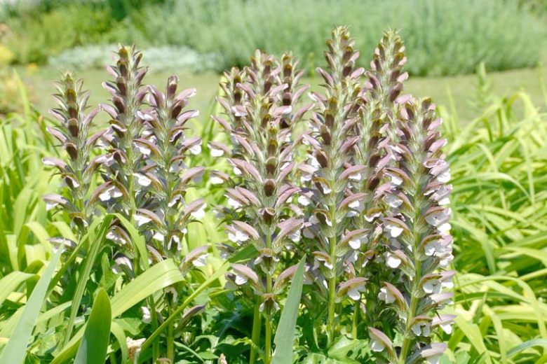 Acanthus mollis, Bear's Breech, Bear's Breeches, Brank Ursine, Common Bear's Breech, Soft-Leaved Bear's Breech, Shade Plants, Perennial Plants, Shade Perennials