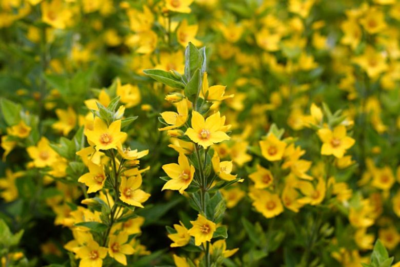 Lysimachia punctata, Yellow Loosestrife