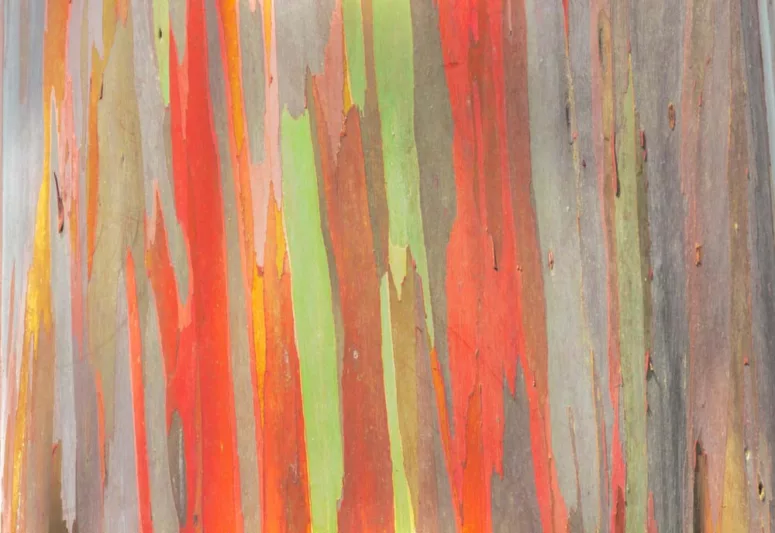 Eucalyptus deglupta, Rainbow Gum, Indonesian Gum, Mindanao Gum, Rainbow Eucalyptus, Bagras, Kamarere,, Evergreen Tree, Colorful Bark