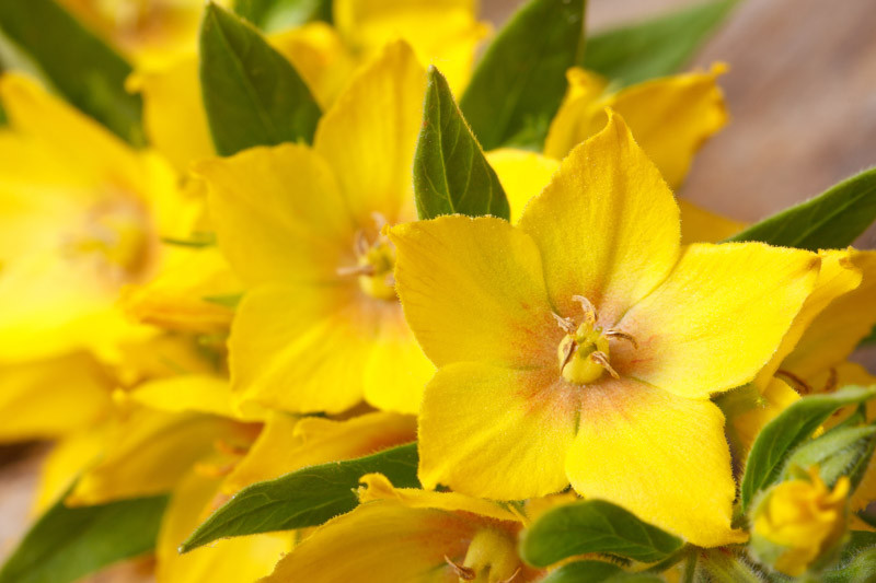 Lysimachia, Loosestrife, Crepping Jenny, Lysimachia ciliata, lysimachia clethroides, Lysimachia nummularia, Lysimachia punctata