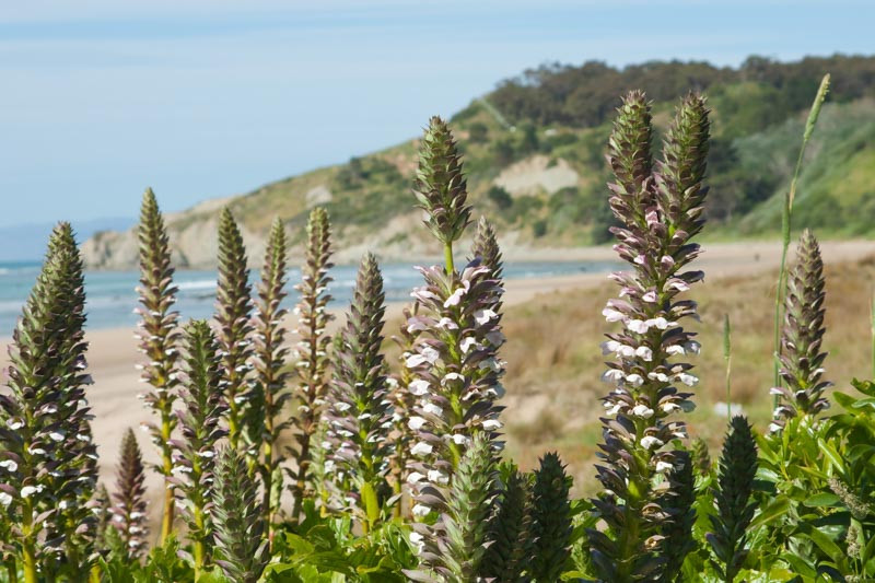 Acanthus, Bear's Breech, Bear's Breeches, Acanthus mollis, Acanthus Hungaricus, Acanthus sennii, Acanthus spinosus, Brank Ursine, Shade Perennials, Shade Flowers