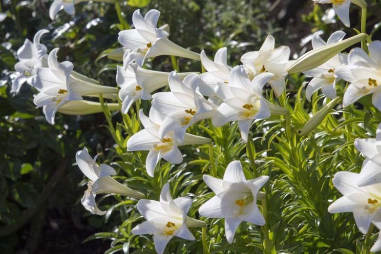 Lilium Candidum, Madonna Lily, White Lily, French Lily, Juno's Rose, St Joseph's Lily, Annunciation Lily, Ascension Lily, Bourbon Lily, Summer Bulb, White Lilies, Fragrant Lilies, Trumpet Lilies, Lily Flower,  Lily Flowers