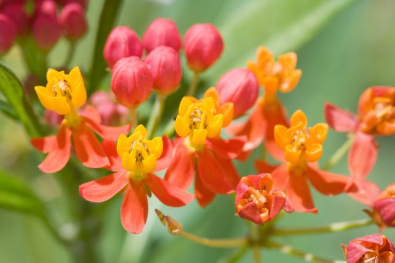 Asclepias curassavica, Tropical Milkweed, Bloodflower, Blood Flower,[ Cotton Bush, Hierba de la Cucaracha, Mexican Butterfly Weed, Redhead, Scarlet Milkweed, Wild Ipecacuanha, Red flowers, Yellow flowers