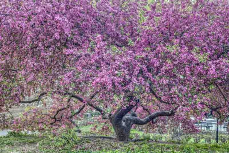Malus 'Purple Prince', Crabapple 'Purple Prince', Crab Apple 'Purple Prince, Fragrant Tree, Red fruit, red berries, Winter fruits, Purple flowers,