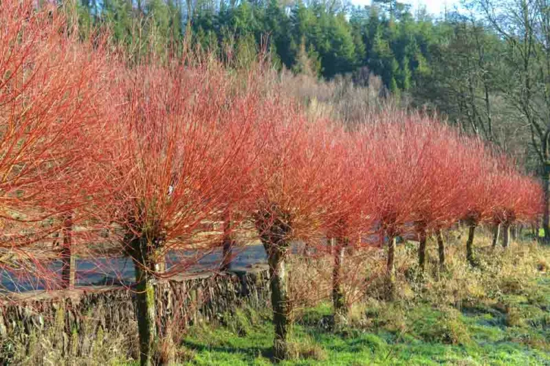 Salix alba var. vitellina 'Britzensis', Scarlet Willow, Coral Bark Willow, Salix alba 'Britzensis', Salix alba 'Chermesina', Salix alba subsp. vitellina 'Britzensis', Deciduous Shrubs, Foliage, Fall color, Winter color, Red bark, Coral Bark